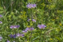 Wild Bergamot, Monarda fistulosa