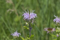 Wild Bergamot, Monarda fistulosa