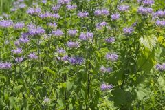 Wild Bergamot, Monarda fistulosa