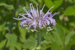 Wild Bergamot, Monarda fistulosa