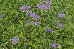 Wild Bergamot, Monarda fistulosa