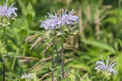 Wild Bergamot, Monarda fistulosa