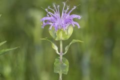 Wild Bergamot, Monarda fistulosa