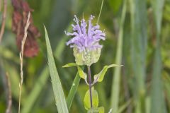 Wild Bergamot, Monarda fistulosa