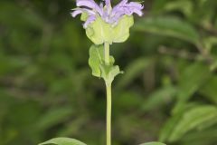 Wild Bergamot, Monarda fistulosa