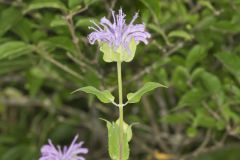 Wild Bergamot, Monarda fistulosa