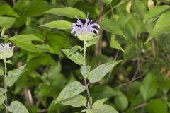 Wild Bergamot, Monarda fistulosa