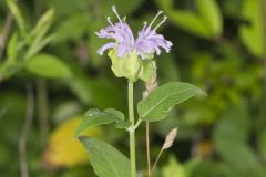 Wild Bergamot, Monarda fistulosa