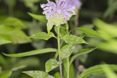 Wild Bergamot, Monarda fistulosa