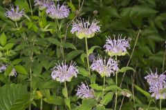 Wild Bergamot, Monarda fistulosa