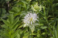 Wild Bergamot, Monarda fistulosa