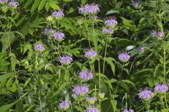 Wild Bergamot, Monarda fistulosa