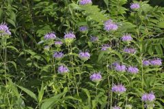 Wild Bergamot, Monarda fistulosa