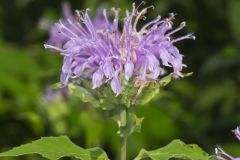 Wild Bergamot, Monarda fistulosa