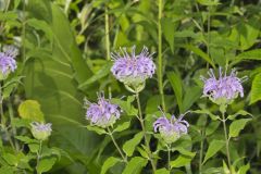 Wild Bergamot, Monarda fistulosa