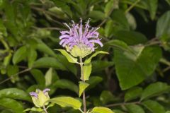 Wild Bergamot, Monarda fistulosa
