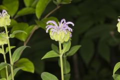 Wild Bergamot, Monarda fistulosa