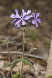 Wild Blue Phlox, Phlox divaricata
