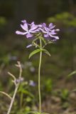 Wild Blue Phlox (Phlox divaricata)