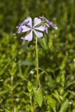 Wild Blue Phlox (Phlox divaricata)