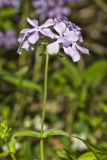 Wild Blue Phlox (Phlox divaricata)