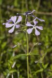 Wild Blue Phlox (Phlox divaricata)