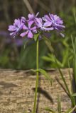 Wild Blue Phlox (Phlox divaricata)