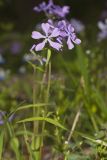 Wild Blue Phlox, Phlox divaricata