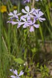 Wild Blue Phlox, Phlox divaricata
