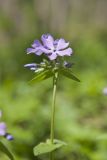 Wild Blue Phlox, Phlox divaricata