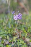 Wild Blue Phlox, Phlox divaricata