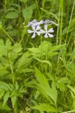 Wild Blue Phlox, Phlox divaricata