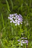 Wild Blue Phlox, Phlox divaricata