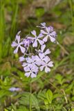 Wild Blue Phlox, Phlox divaricata