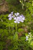Wild Blue Phlox, Phlox divaricata