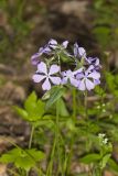 Wild Blue Phlox, Phlox divaricata