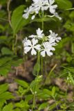 Wild Blue Phlox, Phlox divaricata