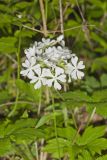 Wild Blue Phlox, Phlox divaricata