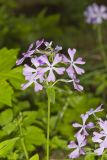 Wild Blue Phlox, Phlox divaricata