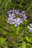 Wild Blue Phlox, Phlox divaricata
