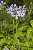 Wild Blue Phlox, Phlox divaricata