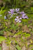 Wild Blue Phlox, Phlox divaricata