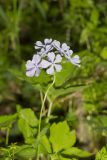 Wild Blue Phlox, Phlox divaricata