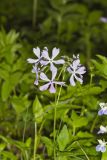 Wild Blue Phlox, Phlox divaricata