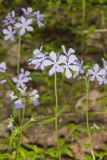 Wild Blue Phlox, Phlox divaricata