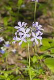 Wild Blue Phlox, Phlox divaricata