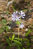 Wild Blue Phlox, Phlox divaricata