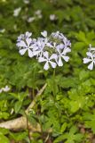 Wild Blue Phlox, Phlox divaricata