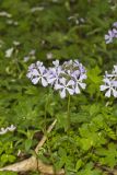 Wild Blue Phlox, Phlox divaricata