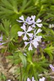 Wild Blue Phlox, Phlox divaricata